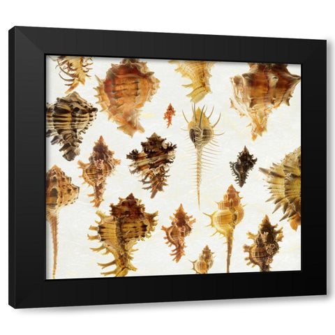 Murex Assemblage 2 Black Modern Wood Framed Art Print by Reynolds, Richard