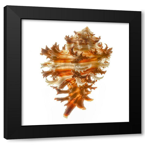 Hexaplex Cichoreum Black Modern Wood Framed Art Print by Reynolds, Richard