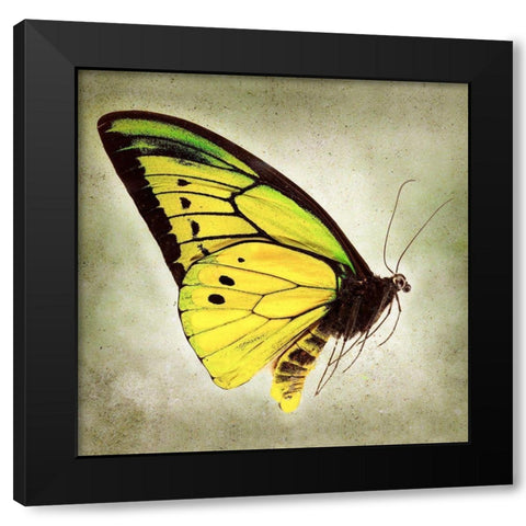 Goliath Birdwing Black Modern Wood Framed Art Print with Double Matting by Reynolds, Richard