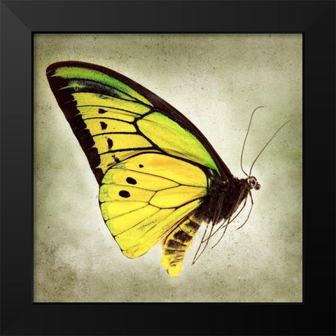 Goliath Birdwing Black Modern Wood Framed Art Print by Reynolds, Richard
