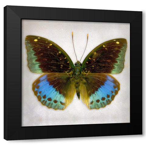 Common Archduke Black Modern Wood Framed Art Print by Reynolds, Richard