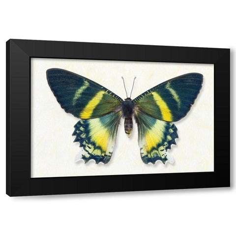 Alcides Orontes Black Modern Wood Framed Art Print with Double Matting by Reynolds, Richard