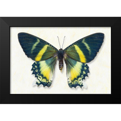 Alcides Orontes Black Modern Wood Framed Art Print by Reynolds, Richard