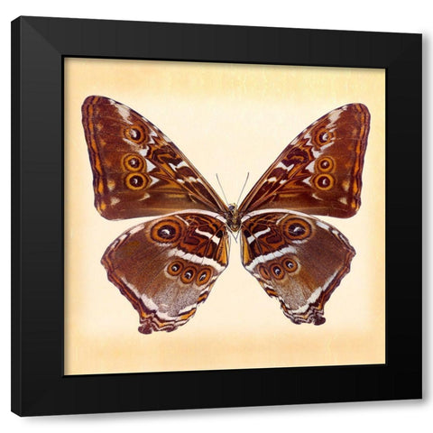 Deidamus Morpho Underside Black Modern Wood Framed Art Print with Double Matting by Reynolds, Richard