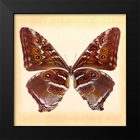 Deidamus Morpho Underside Black Modern Wood Framed Art Print by Reynolds, Richard