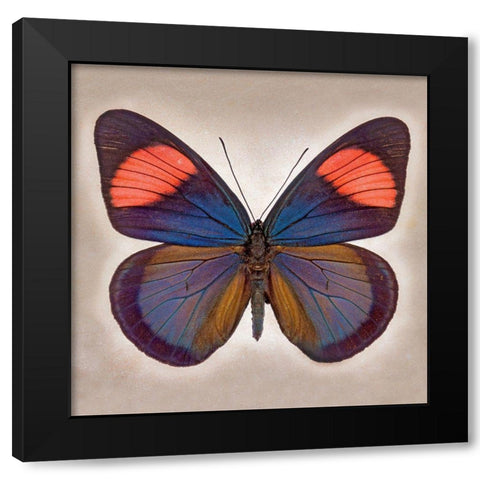 Painted Beauty Black Modern Wood Framed Art Print by Reynolds, Richard