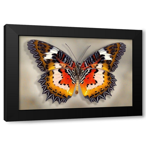 Malay Lacewing Black Modern Wood Framed Art Print by Reynolds, Richard