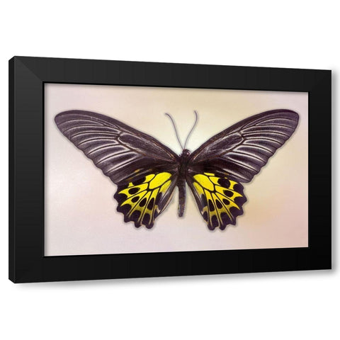 Golden Birdwing Black Modern Wood Framed Art Print by Reynolds, Richard