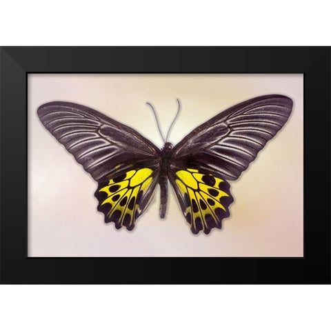 Golden Birdwing Black Modern Wood Framed Art Print by Reynolds, Richard