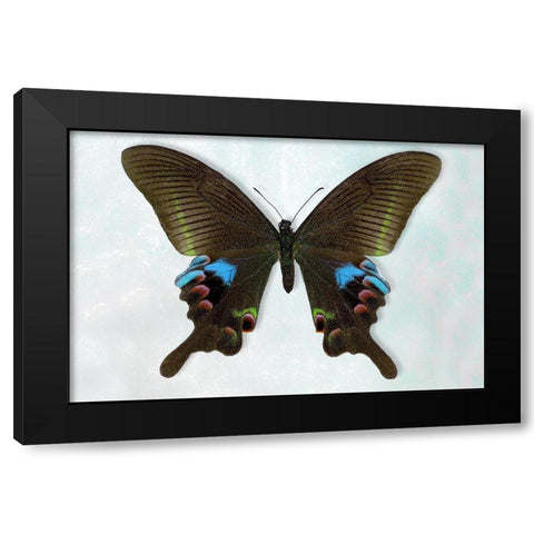 Blue Peacock Black Modern Wood Framed Art Print with Double Matting by Reynolds, Richard