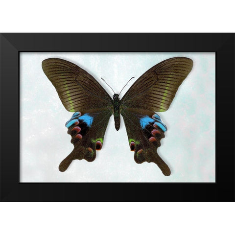 Blue Peacock Black Modern Wood Framed Art Print by Reynolds, Richard