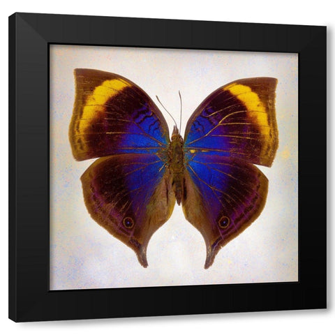 Indian-Leaf Butterfly Black Modern Wood Framed Art Print with Double Matting by Reynolds, Richard