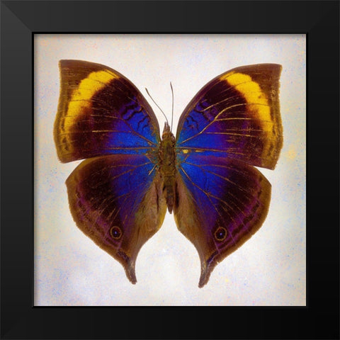 Indian-Leaf Butterfly Black Modern Wood Framed Art Print by Reynolds, Richard