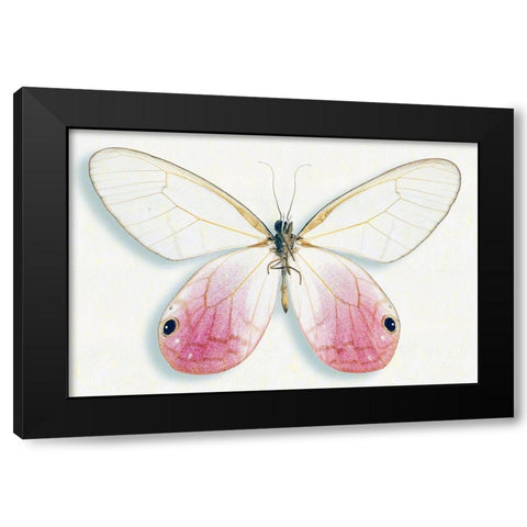 Pink Glasswing Black Modern Wood Framed Art Print by Reynolds, Richard