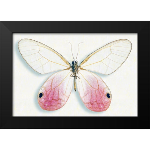 Pink Glasswing Black Modern Wood Framed Art Print by Reynolds, Richard