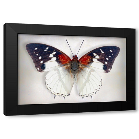 Hadrians White Charaxes Black Modern Wood Framed Art Print with Double Matting by Reynolds, Richard