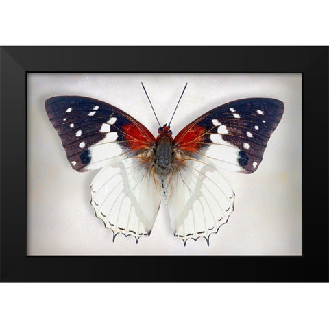 Hadrians White Charaxes Black Modern Wood Framed Art Print by Reynolds, Richard