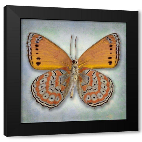 Harlequin Butterfly Black Modern Wood Framed Art Print by Reynolds, Richard