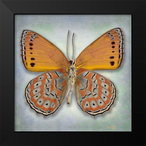 Harlequin Butterfly Black Modern Wood Framed Art Print by Reynolds, Richard