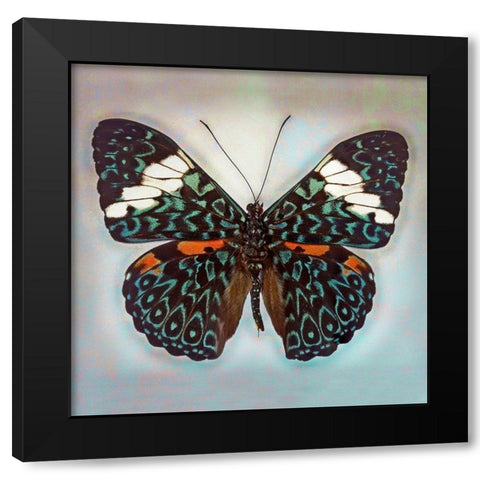 Cracker Butterfly Black Modern Wood Framed Art Print with Double Matting by Reynolds, Richard