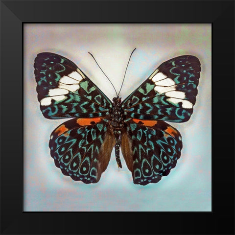 Cracker Butterfly Black Modern Wood Framed Art Print by Reynolds, Richard
