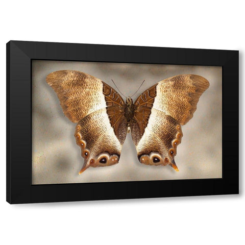 Usshers Palla Black Modern Wood Framed Art Print with Double Matting by Reynolds, Richard