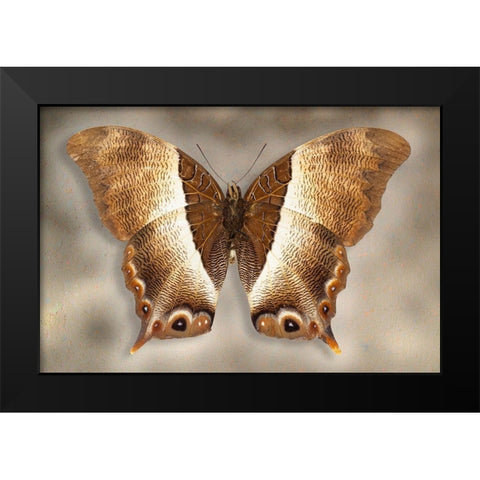 Usshers Palla Black Modern Wood Framed Art Print by Reynolds, Richard