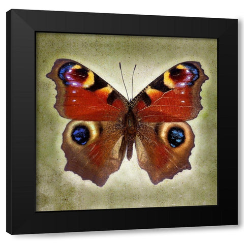 Peacock Butterfly Black Modern Wood Framed Art Print with Double Matting by Reynolds, Richard