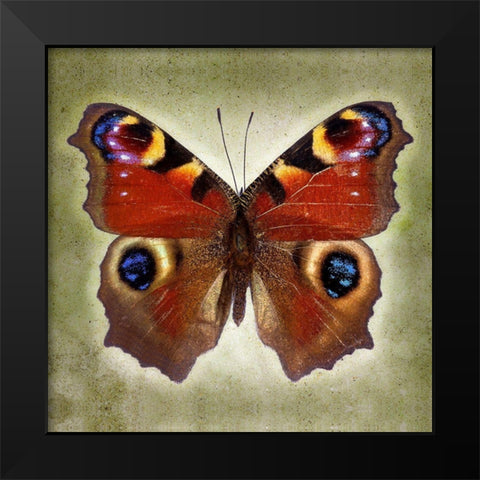 Peacock Butterfly Black Modern Wood Framed Art Print by Reynolds, Richard