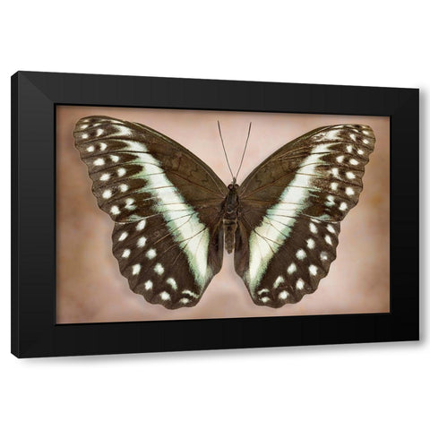 Cymothoe Oemilius Black Modern Wood Framed Art Print by Reynolds, Richard