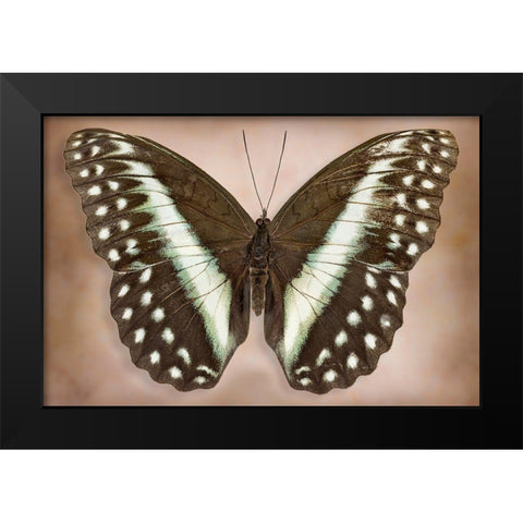 Cymothoe Oemilius Black Modern Wood Framed Art Print by Reynolds, Richard