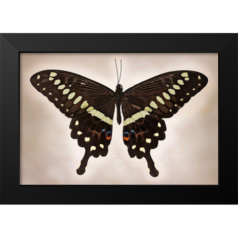 Papilio Lormieri Black Modern Wood Framed Art Print by Reynolds, Richard