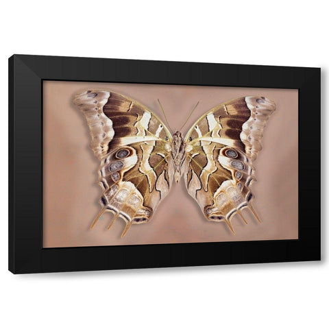 Charaxes Analava - Underside Black Modern Wood Framed Art Print with Double Matting by Reynolds, Richard