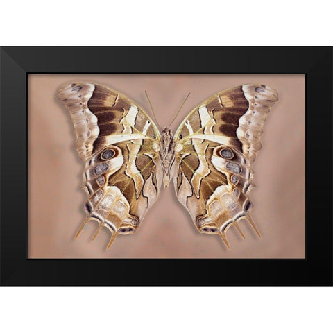 Charaxes Analava - Underside Black Modern Wood Framed Art Print by Reynolds, Richard