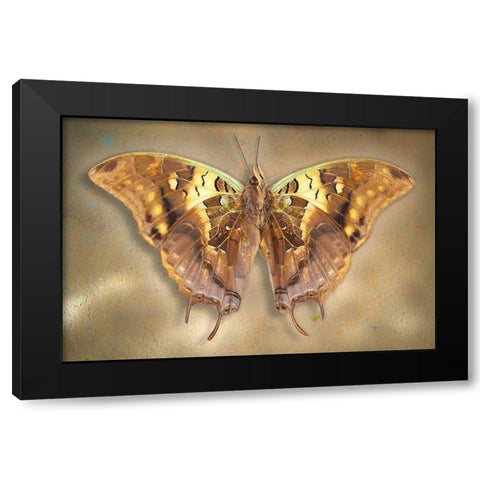 Madagascar Green Veined Charaxes Black Modern Wood Framed Art Print with Double Matting by Reynolds, Richard