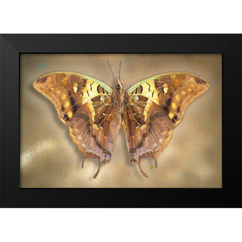 Madagascar Green Veined Charaxes Black Modern Wood Framed Art Print by Reynolds, Richard