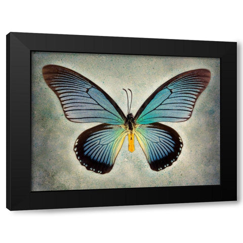 Great Blue Swallowtail Black Modern Wood Framed Art Print with Double Matting by Reynolds, Richard