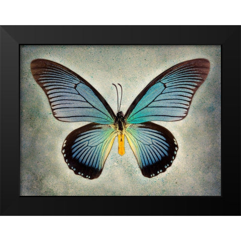 Great Blue Swallowtail Black Modern Wood Framed Art Print by Reynolds, Richard