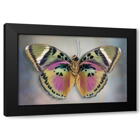 Common Pink Forester (Underside) Black Modern Wood Framed Art Print by Reynolds, Richard