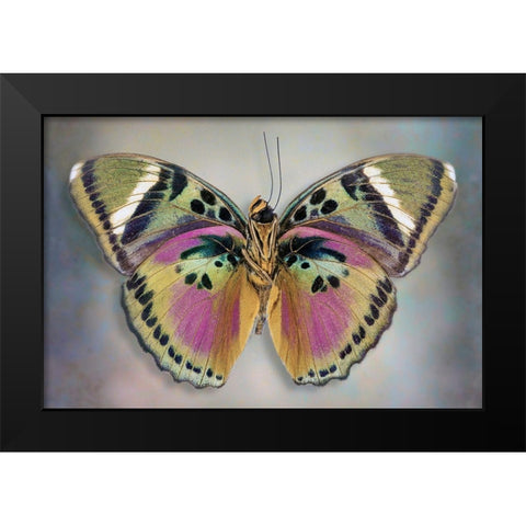 Common Pink Forester (Underside) Black Modern Wood Framed Art Print by Reynolds, Richard