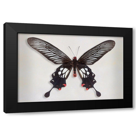 Common Clubtail Black Modern Wood Framed Art Print by Reynolds, Richard