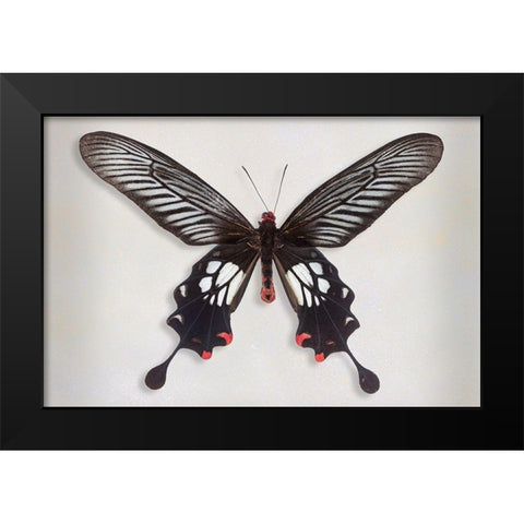 Common Clubtail Black Modern Wood Framed Art Print by Reynolds, Richard