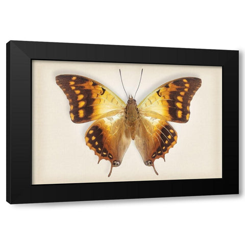 Green Veined Emperor Black Modern Wood Framed Art Print by Reynolds, Richard