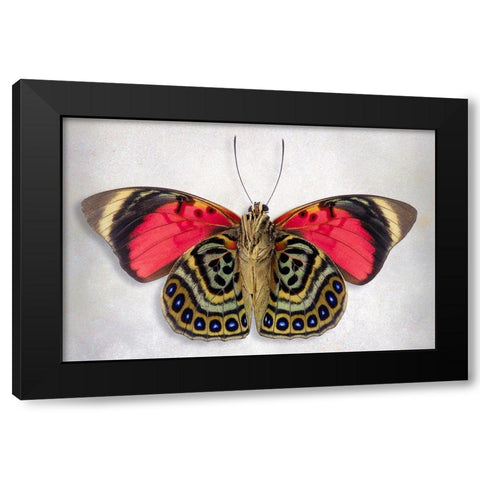 Claudina Agrias - Underside Black Modern Wood Framed Art Print by Reynolds, Richard