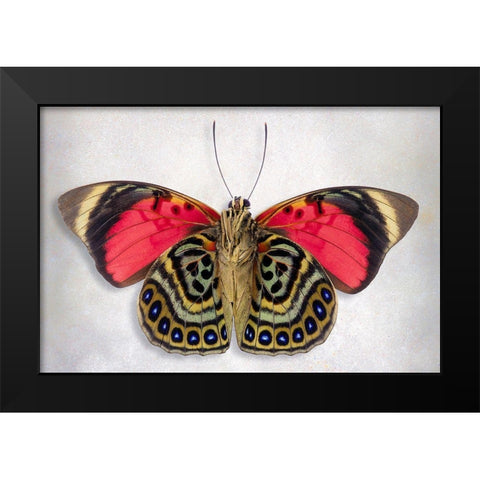 Claudina Agrias - Underside Black Modern Wood Framed Art Print by Reynolds, Richard