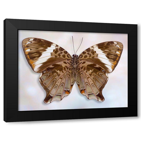 Prothoe Semperi Semperi Black Modern Wood Framed Art Print by Reynolds, Richard