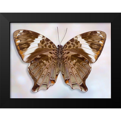 Prothoe Semperi Semperi Black Modern Wood Framed Art Print by Reynolds, Richard