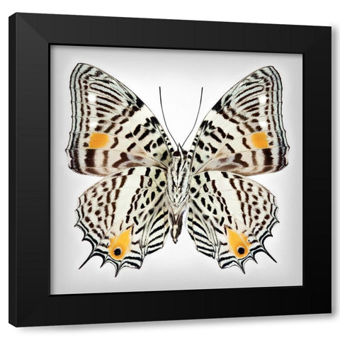 Clown Butterfly - Underside Black Modern Wood Framed Art Print by Reynolds, Richard