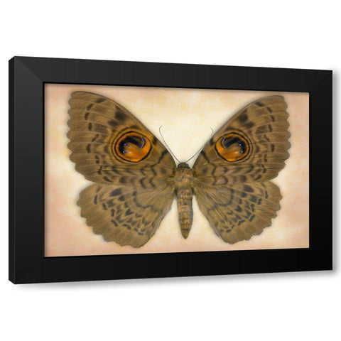 Owlet Moth Black Modern Wood Framed Art Print by Reynolds, Richard
