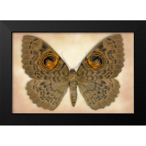 Owlet Moth Black Modern Wood Framed Art Print by Reynolds, Richard